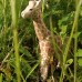 Wudimals® Giraffe
