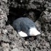Wudimals® Mole