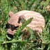 Wudimals® Wild Boar Piglet