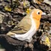 Wudimals® Robin
